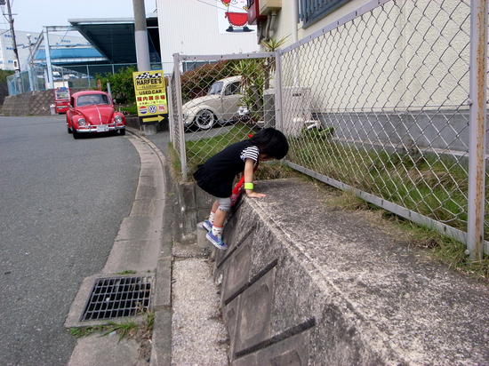 高いとこに登りたがる