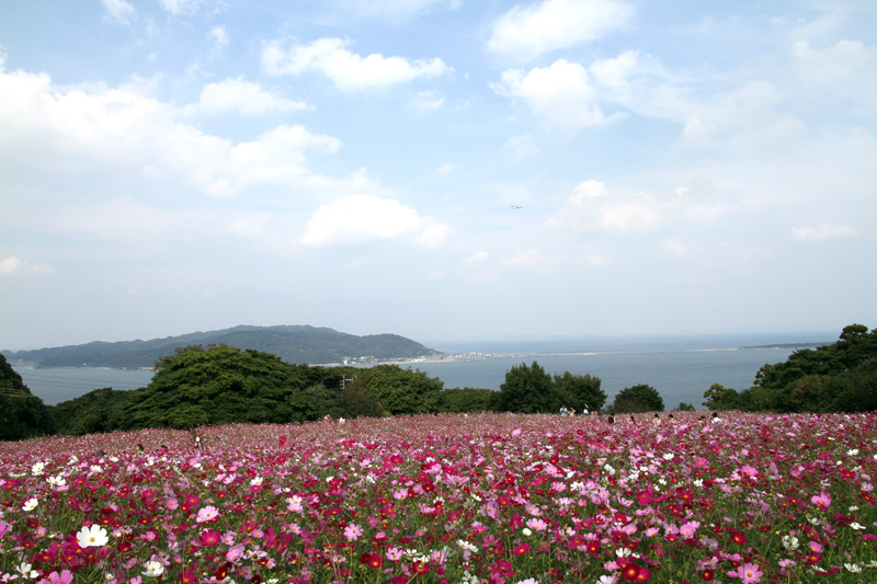 水槽にヤマサキカズラ